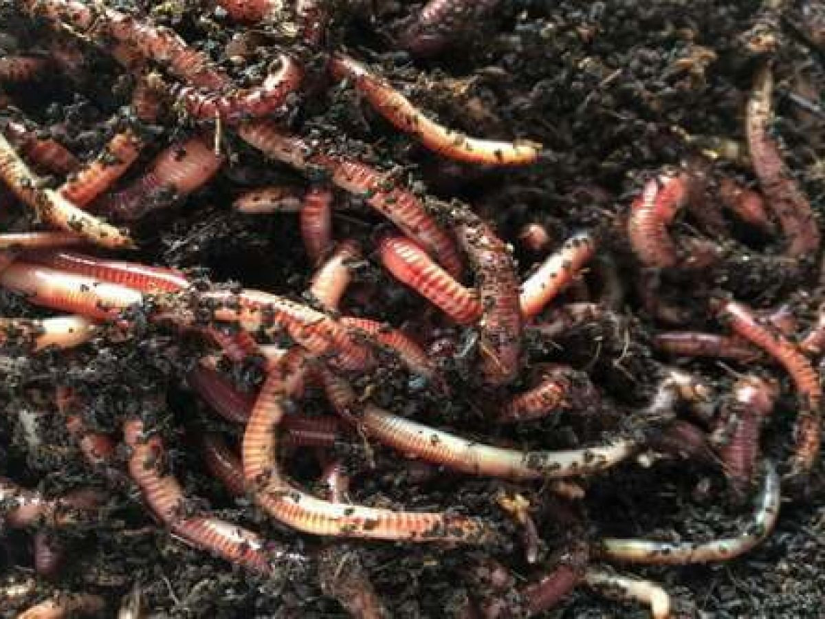 AGRITALK PODCAST: VERMICULTURE; the use of red worms to produce compost (vermicompost)