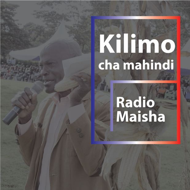 Kilimo cha mahindi